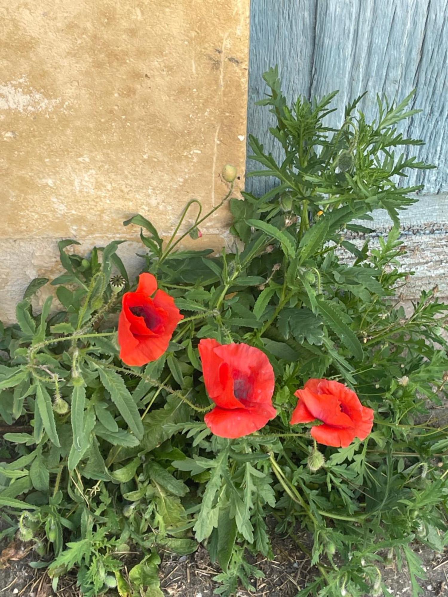 Sous L Olivier Daire Tusson Dış mekan fotoğraf