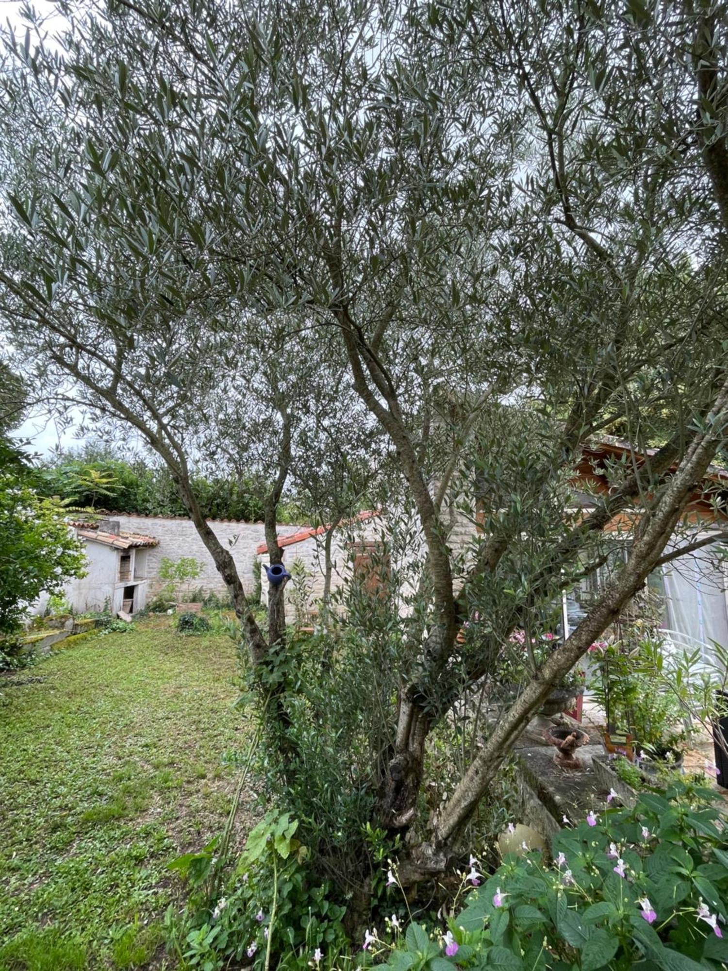Sous L Olivier Daire Tusson Dış mekan fotoğraf